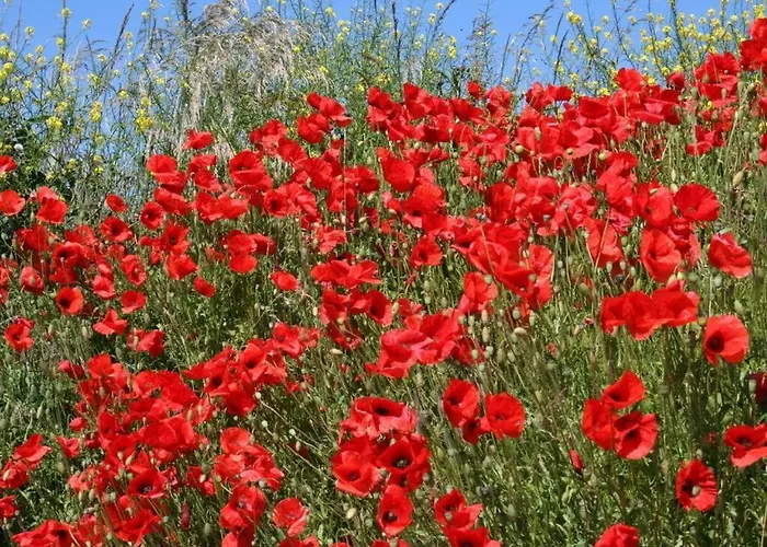 Huijsmans Verhuur Type A De Luxe Grevelingen 29 *